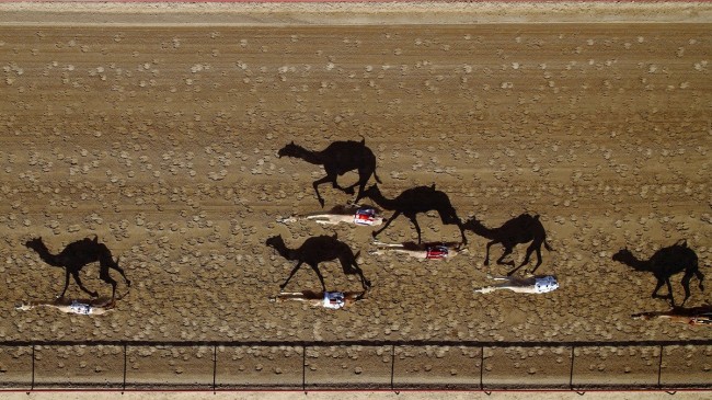 camels-race