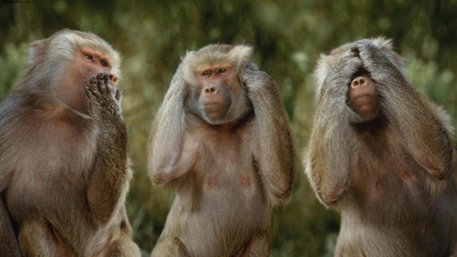 Funny-monkeys-give-motivation-message_resize