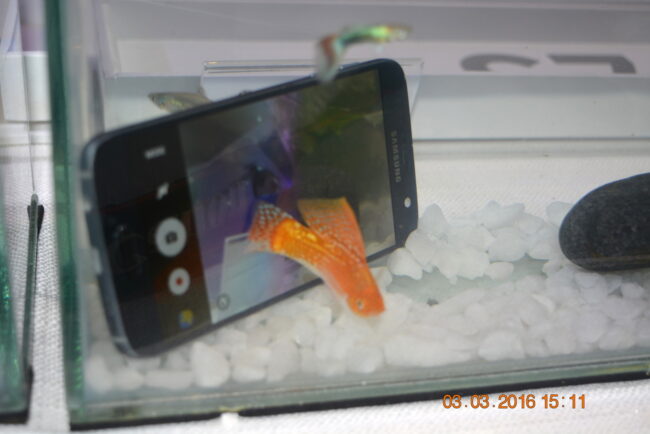 160303-samsung-galaxy-s7-launch-hcm-037_resize