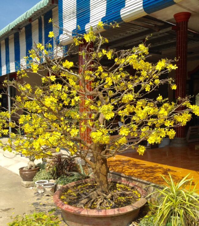 160131-caymai-anhkinh-tuyennhon