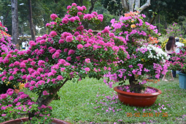 160205-tetbinhthan-hoihoaxuan-020_resize