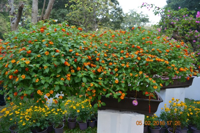 160205-tetbinhthan-hoihoaxuan-021_resize