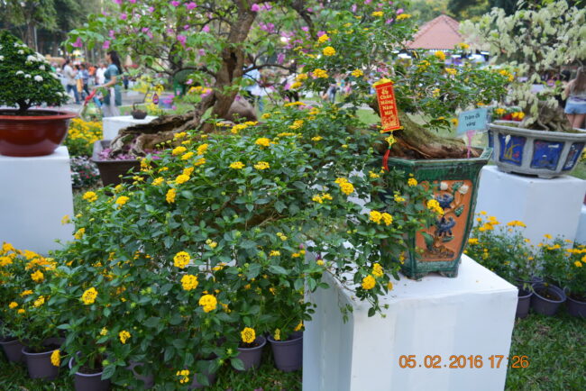 160205-tetbinhthan-hoihoaxuan-022_resize