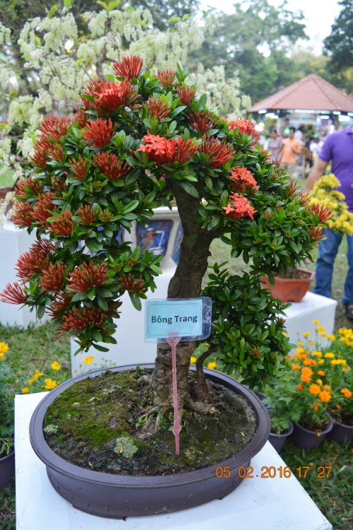 160205-tetbinhthan-hoihoaxuan-023_resize