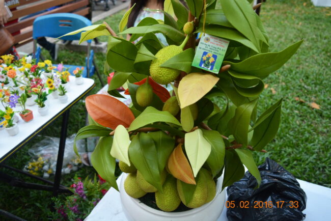 160205-tetbinhthan-hoihoaxuan-037_resize