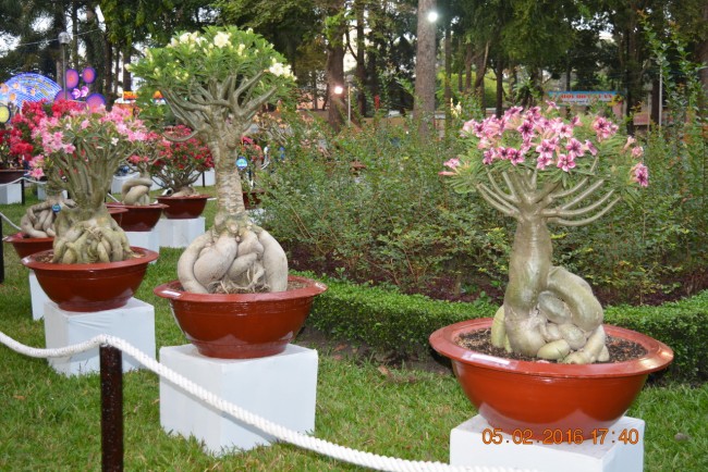 160205-tetbinhthan-hoihoaxuan-053_resize