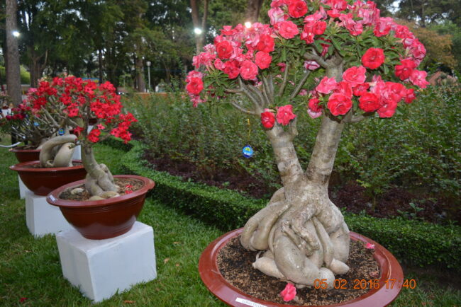 160205-tetbinhthan-hoihoaxuan-055_resize