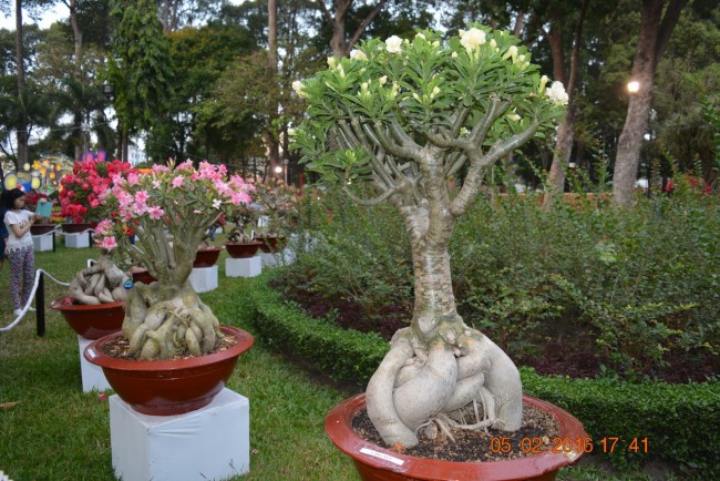 160205-tetbinhthan-hoihoaxuan-056_resize