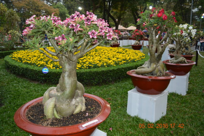 160205-tetbinhthan-hoihoaxuan-057_resize