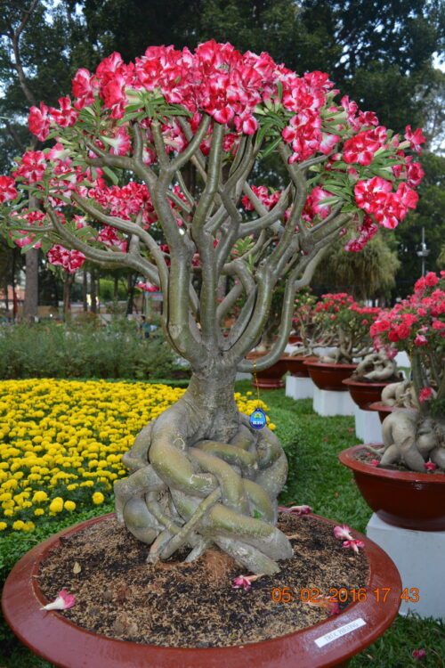 160205-tetbinhthan-hoihoaxuan-058_resize