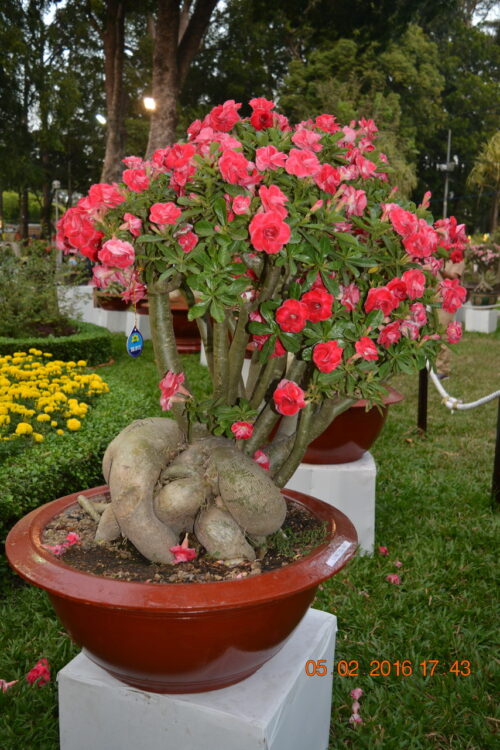 160205-tetbinhthan-hoihoaxuan-059_resize