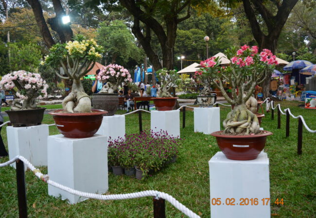 160205-tetbinhthan-hoihoaxuan-061_resize