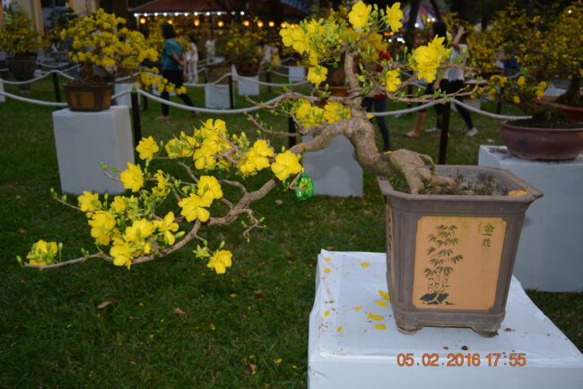 160205-tetbinhthan-hoihoaxuan-078_resize