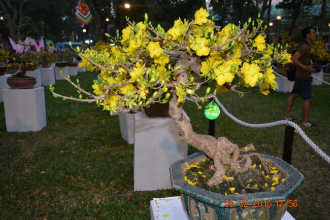 160205-tetbinhthan-hoihoaxuan-079_resize