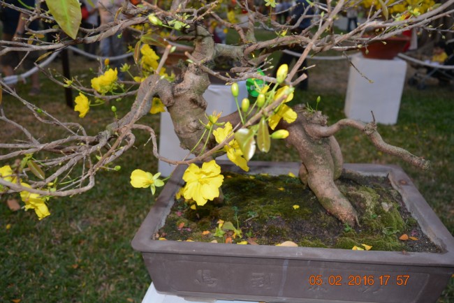 160205-tetbinhthan-hoihoaxuan-080_resize