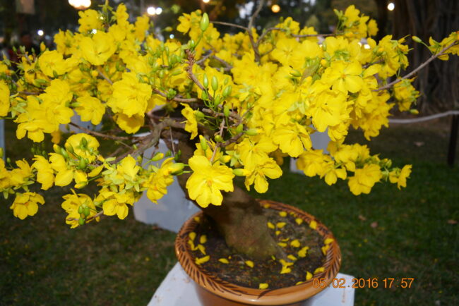 160205-tetbinhthan-hoihoaxuan-081_resize