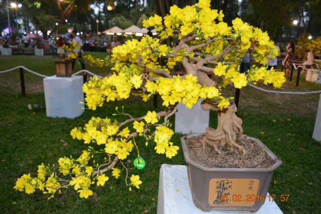 160205-tetbinhthan-hoihoaxuan-082_resize