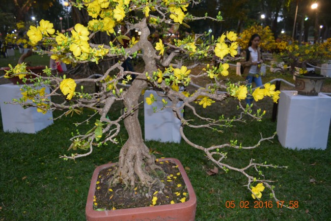 160205-tetbinhthan-hoihoaxuan-083_resize