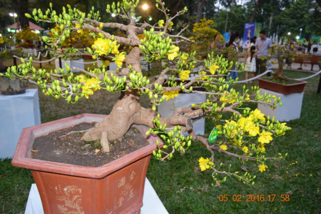 160205-tetbinhthan-hoihoaxuan-084_resize