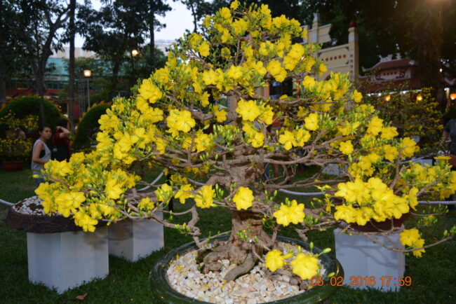 160205-tetbinhthan-hoihoaxuan-085_resize