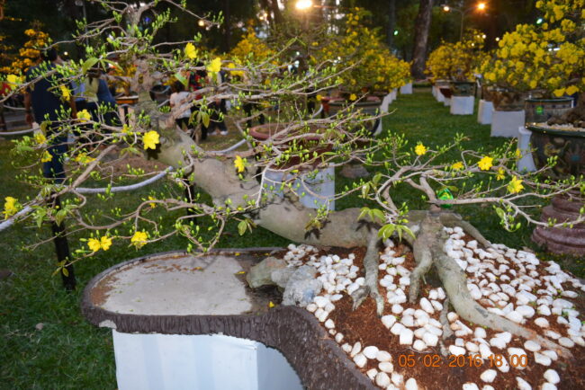 160205-tetbinhthan-hoihoaxuan-087_resize