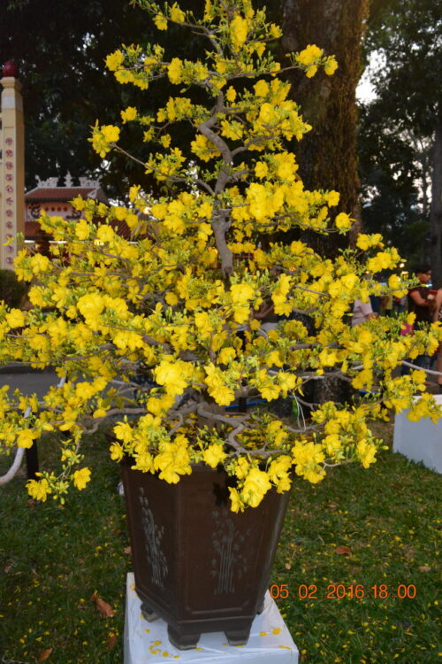 160205-tetbinhthan-hoihoaxuan-088_resize