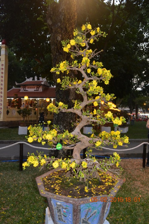 160205-tetbinhthan-hoihoaxuan-089_resize