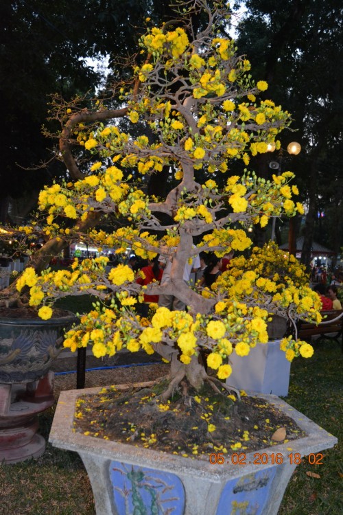 160205-tetbinhthan-hoihoaxuan-093_resize