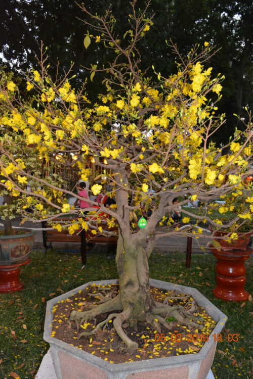 160205-tetbinhthan-hoihoaxuan-094_resize