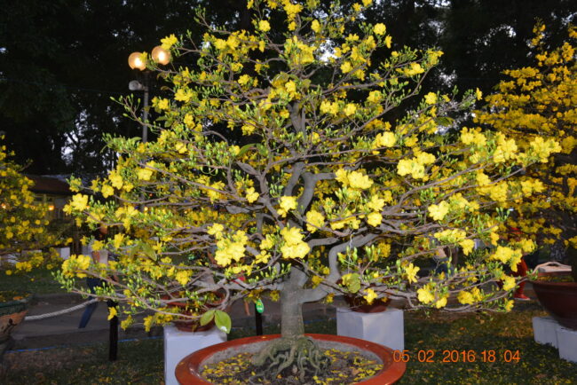 160205-tetbinhthan-hoihoaxuan-095_resize