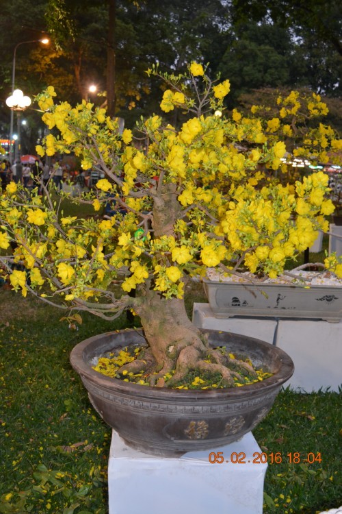 160205-tetbinhthan-hoihoaxuan-097_resize