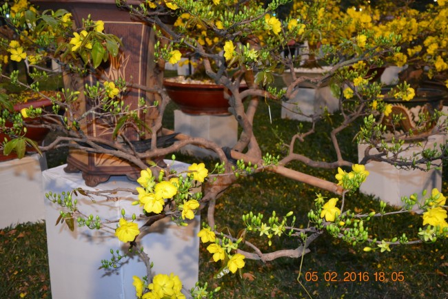 160205-tetbinhthan-hoihoaxuan-099_resize