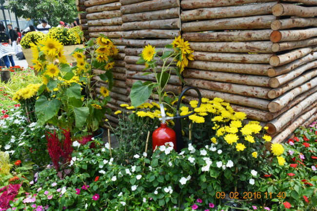 160209-tetbinhthan-duonghoa-nguyenhue-219_resize