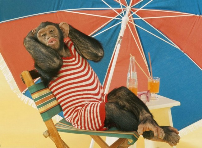 funny-monkey_resize