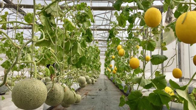 smart-agri-globalcybersoft-01