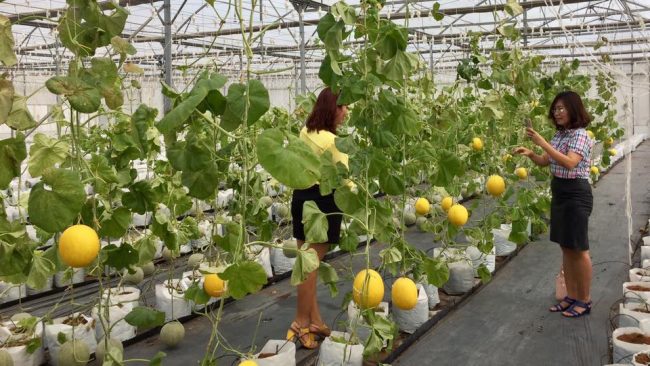 smart-agri-globalcybersoft-02